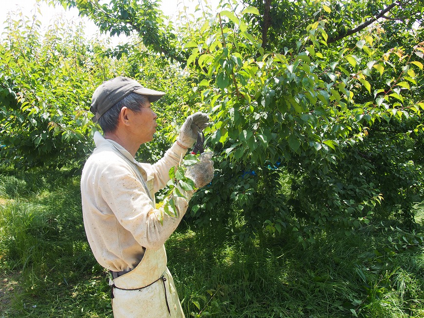 梅干しができるまで