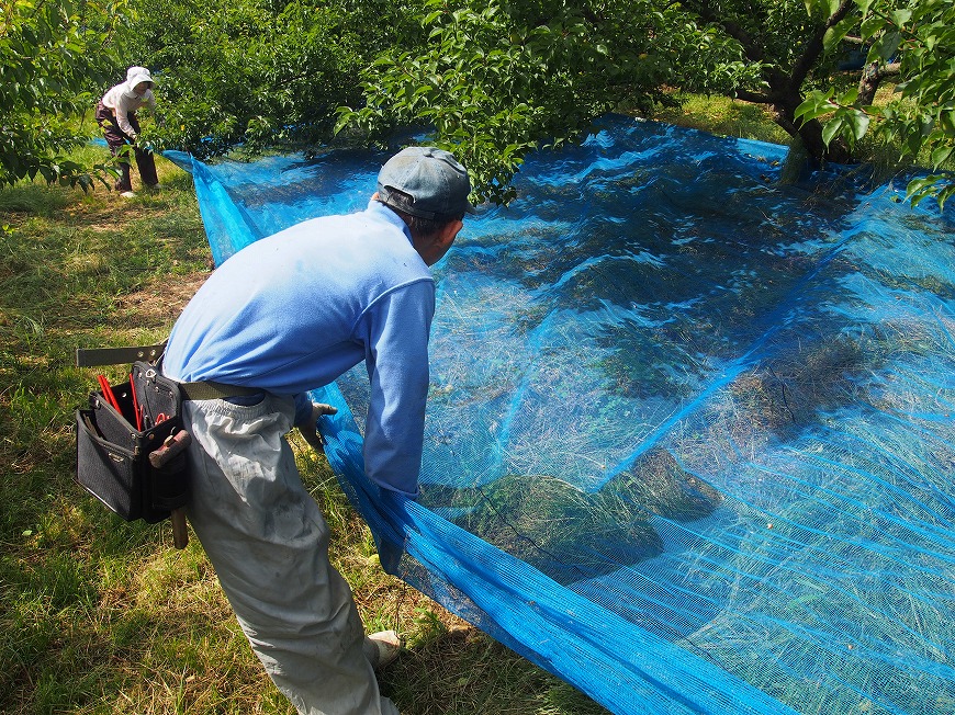 梅干しができるまで