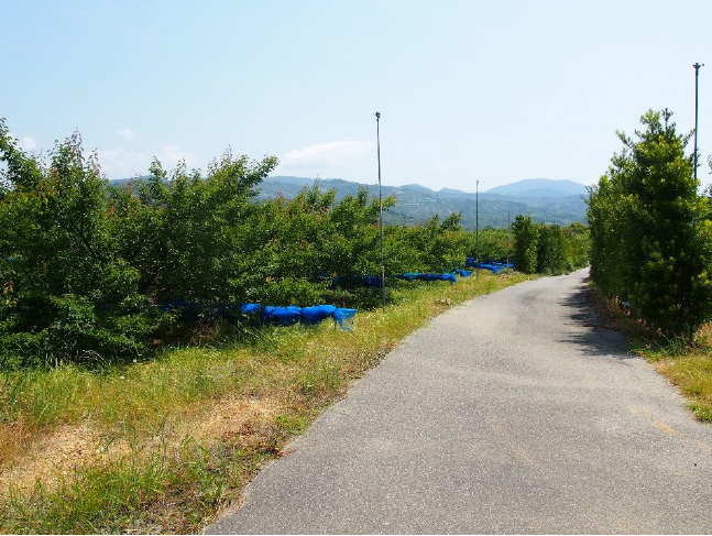 梅の生育に適した微酸性の土壌